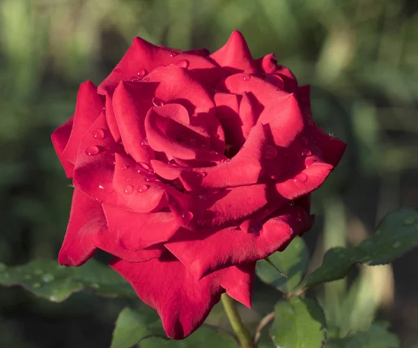 The bud of a red rose after the rain in the summer garden in the soft sunlight