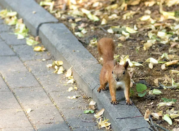 Una Pequeña Ardilla Roja Camina Por Acera Entre Las Hojas — Foto de Stock