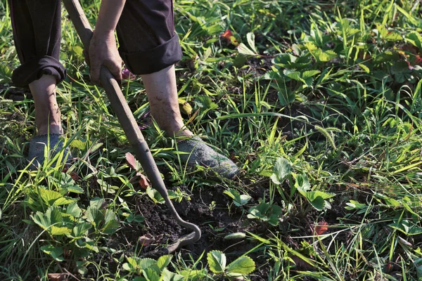 农民用锄头 用他的手清除杂草从土壤上的土地上 — 图库照片