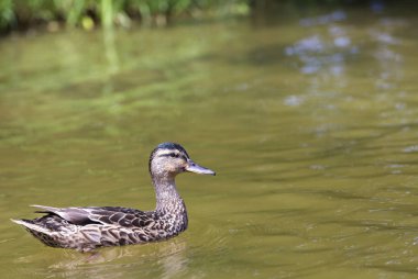 Göl, yakın çekim yeşil yüzen güzel hafif kahverengi kuş tüyü ile yaban ördeği orman