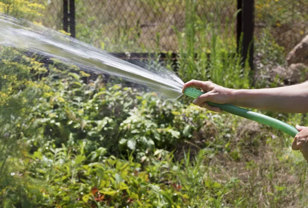 Young Man Irrigates Flower Garden Garden Holds Green Water Hose — Stock Photo, Image