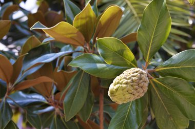 Bir ficus sulu yeşil bir arka plan dal taze yeşil genç meyve ağacı yaprakları
