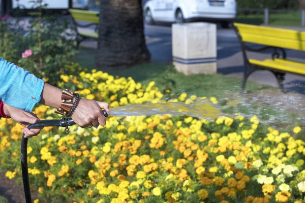 Female Hands Hold Rubber Hose Watering Yellow Red Flowers City — Stock Photo, Image
