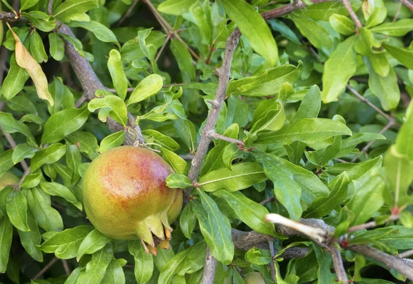 Frutto Giovane Verde Fresco Melograno Ramo Uno Sfondo Foglie Verdi — Foto Stock