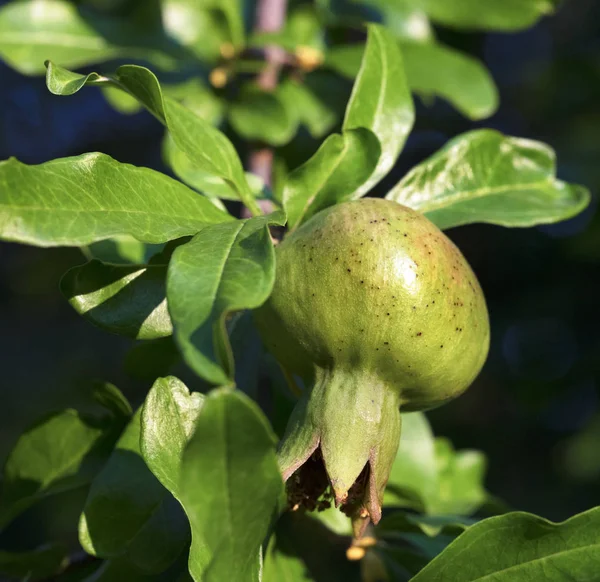 Frutto Giovane Verde Fresco Melograno Ramo Uno Sfondo Foglie Verdi — Foto Stock