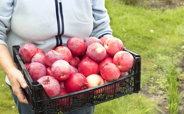 Jordbrukaren Samlades Trädgården Skörd Röda Mogna Äpplen Plast Korg — Stockfoto