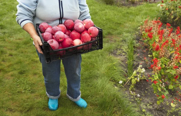 农夫在花园里聚集了一个塑料篮子里的红熟苹果的收成 — 图库照片