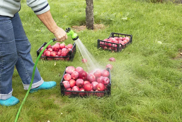 The farmer washes from the sprayer a harvest of red ripe apples collected in plastic baskets and lying in a dense green grass