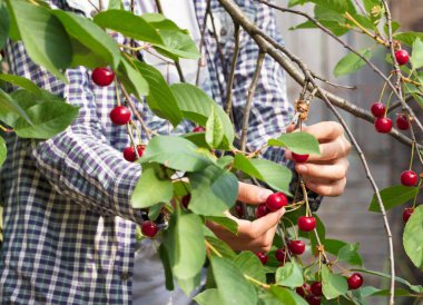 Genç bir çiftçi hasat kırmızı olgun kiraz yaz bahçesinde hasat. Yakın çekim görünümü.