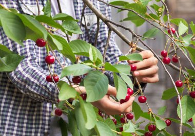 Genç bir çiftçi hasat kırmızı olgun kiraz yaz bahçesinde hasat. Yakın çekim görünümü.
