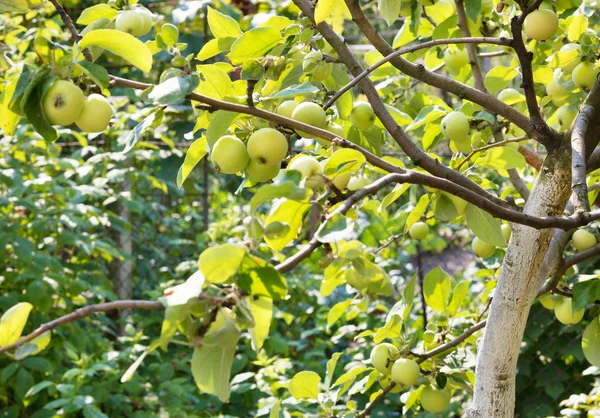 Frutta Dolce Mele Che Cresce Ramo Albero Mele Giardino Estivo — Foto Stock