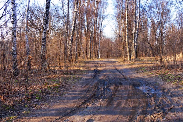 Bad dirt road damaged by rain and snow goes through a birch forest against a blue spring sky