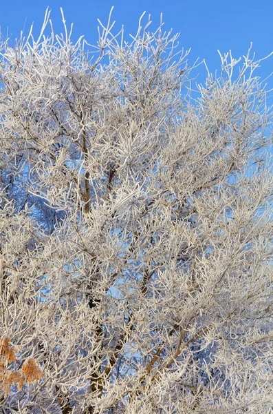 Branches Ash Tree Frost Thickly Wrapped Hoarfrost Illuminated Gentle Sunlight — Stock Photo, Image