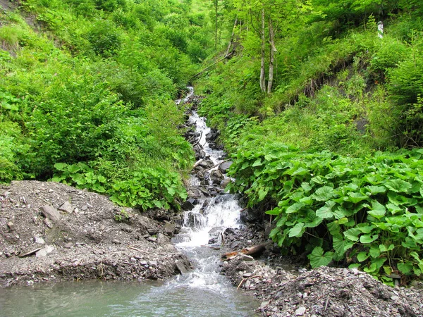 渓流のきれいな水はカルパティア山脈の曲がりくねった渓谷沿いの岩の滝を通過します — ストック写真