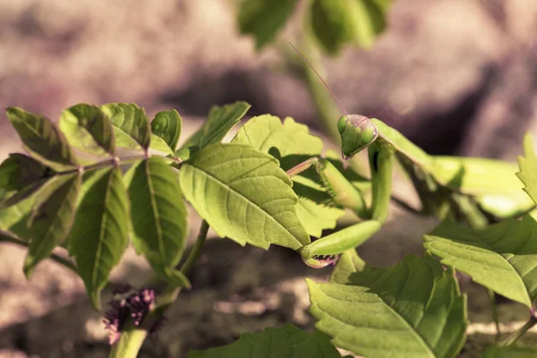Una Mantis Femenina Cerca Sienta Una Rama Verde Arbusto Sobre — Foto de Stock