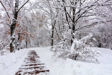 Karla kaplı meşe grove city Park yolu ile güzel manzarasına yamaç.