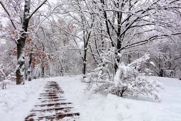 斜面にパスを持つ都市公園で雪に覆われた樫の木立の美しい景色 — ストック写真