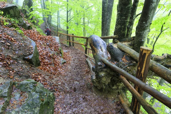 Sentiero Stretto Montagna Con Vecchia Ringhiera Legno Una Foresta Umida — Foto Stock