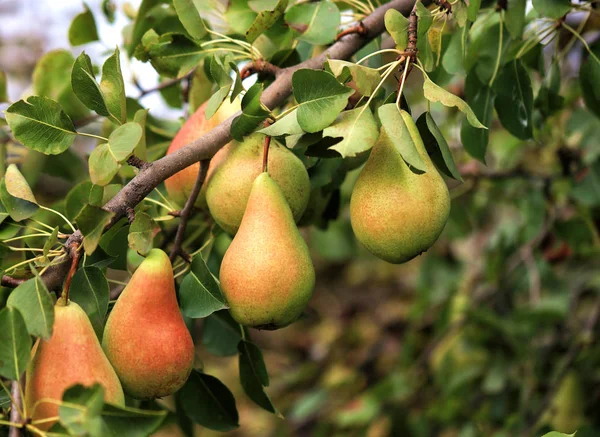 Pere Rosse Verdi Mature Ramo Sullo Sfondo Fogliame Sfocato Luce — Foto Stock