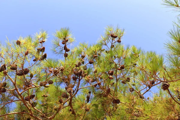 Un ramo dell'abete rosso mediterraneo con coni contro il cielo blu — Foto Stock