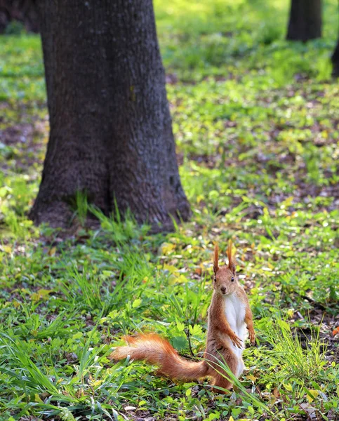 Una pequeña ardilla naranja se levanta sobre sus patas traseras en un claro soleado de un parque de la ciudad . — Foto de Stock
