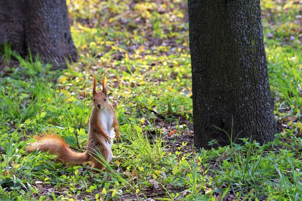 Een kleine oranje eekhoorn staat op zijn achterpoten op een zonnige glade van een stadspark. — Stockfoto
