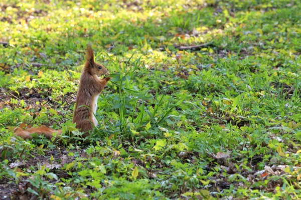 Pequeña ardilla naranja roza en un prado soleado de un parque de la ciudad — Foto de Stock