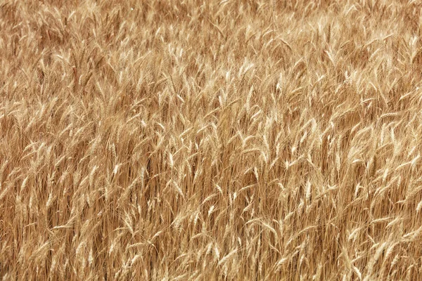 Fondo borroso de un campo dorado de trigo maduro — Foto de Stock