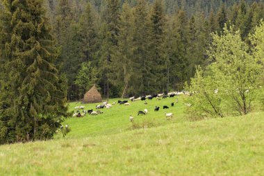 Samanlık yakınlarında parlak bir bahar sabahı dağ yeşili çayırbir tepede otlayan koyun sürüsü.