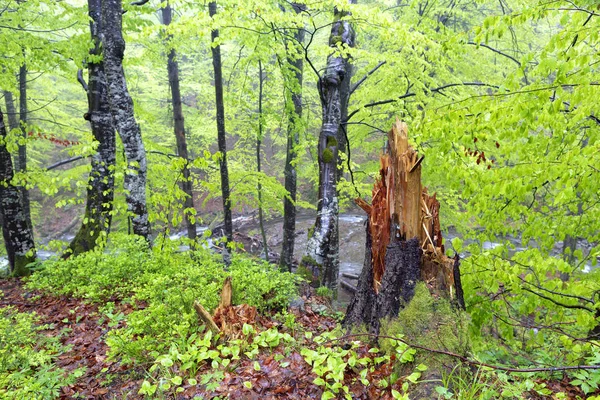 Un albero tagliato dal fulmine in una foresta primaverile umida . — Foto Stock