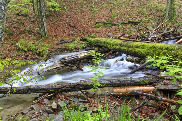 湿った湿った森の中で、苔で覆われた丸太が森林の流れを通って落ちた. — ストック写真