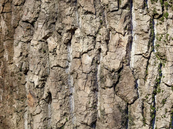 Textur und Hintergrund der alten Kiefernrinde — Stockfoto