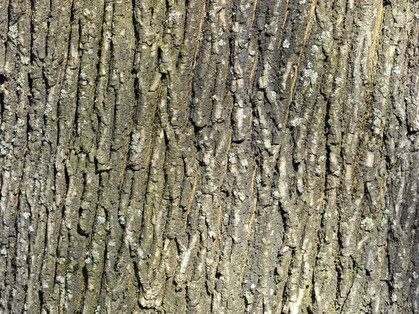 Konsistens och bakgrund av gammal ek bark — Stockfoto