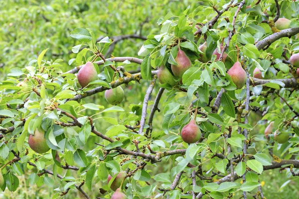 Le pere dolci mature crescono su un ramo di albero su uno sfondo di fogliame sfocato . — Foto Stock