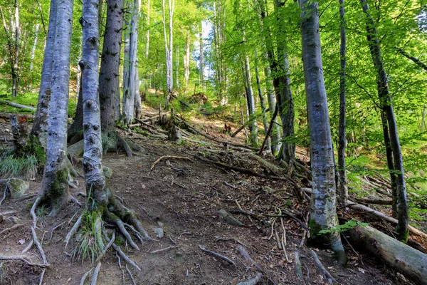 Vecchia foresta con la consistenza delle radici degli alberi intrecciate all'ombra — Foto Stock