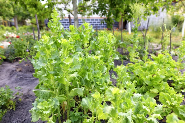 Буши зеленого салата растут в саду и освещаются солнечным светом — стоковое фото
