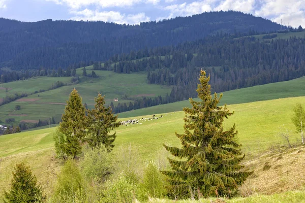 Enkele dennen groeien op de heuvel in de Karpaten. Ver weg een kudde schapen grazen. Berglandschap, naaldbossen. — Stockfoto