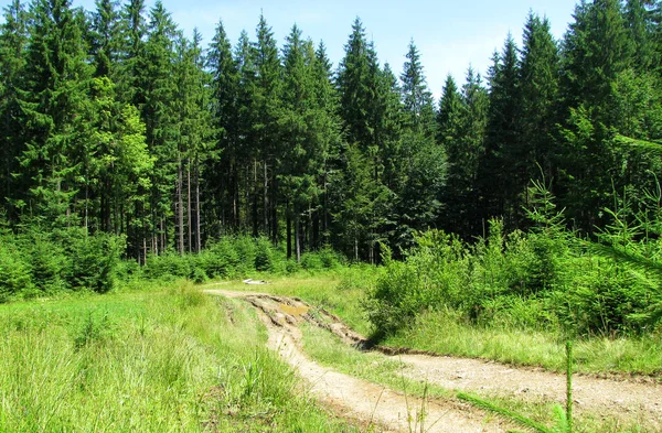 Estrada velha floresta quebrada com vista para o prado ensolarado . — Fotografia de Stock