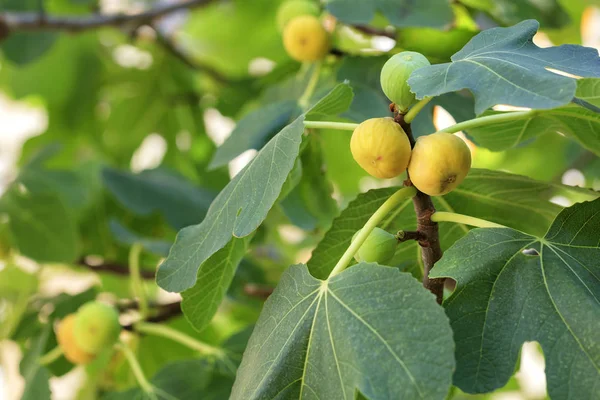 Frutos de higos amarillos maduros en un árbol verde claro joven — Foto de Stock