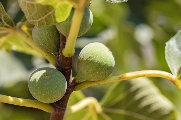 I frutti dei fichi verdi su un giovane albero verde chiaro — Foto Stock