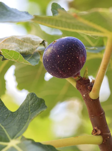 Il frutto di fichi bordeaux scuri maturi su un giovane albero verde chiaro — Foto Stock