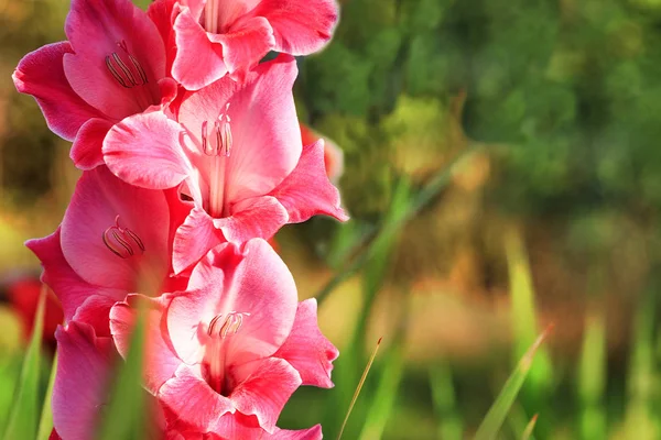 Delikat rosa-röd Gladiolus blommar i trädgården — Stockfoto