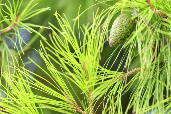 Young spruce cone on a lush coniferous tree branch, close-up. — Φωτογραφία Αρχείου