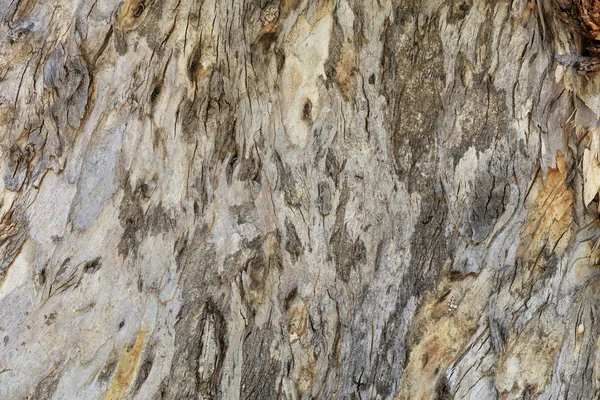 Ungewöhnliche alte und rissige braune Eukalyptusrinde. — Stockfoto