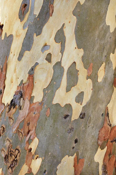 Ungewöhnliche braune, graue, grüne, gelbe und weiße Textur der Eukalyptusrinde. — Stockfoto