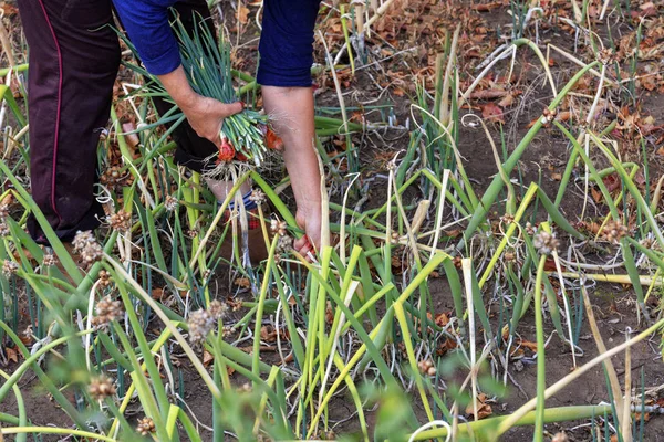 Un contadino raccoglie piume verdi di cipolle su un letto da giardino . — Foto Stock