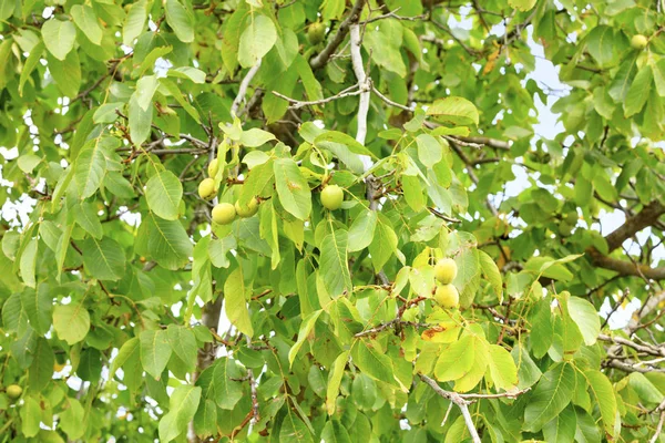 Frutos de una nuez verde madura entre hojas amarillentas en un joven árbol verde brillante en la temporada de otoño . — Foto de Stock