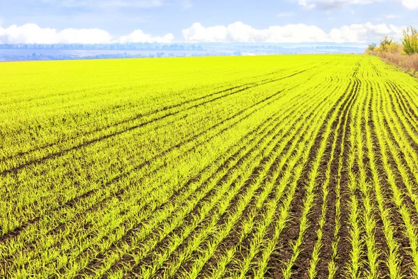 Des rangées lisses de germes de blé d'hiver poussaient dans un vaste champ . — Photo