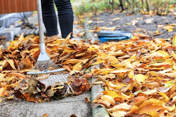 Der Hausbesitzer harkt die abgefallenen gelben Blätter mit einer Metallharke im herbstlichen Garten. — Stockfoto