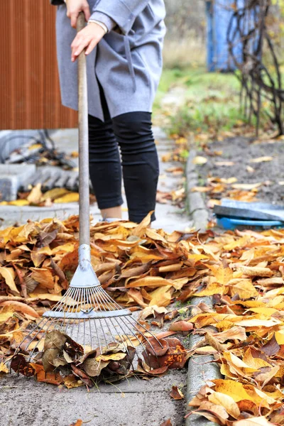 The mistress of the house rakes the fallen yellow leaves with a metal rake in the autumn garden.